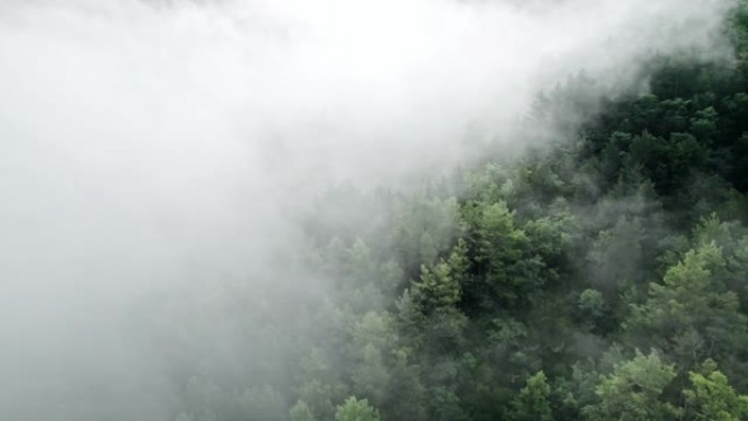 雾霾中森林的空中无人机视图。飞过云层。初秋的早晨，平静的背景，放松，地球之美，自然概念