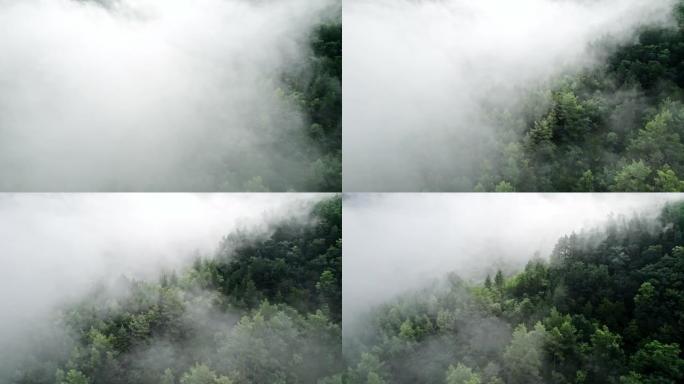 雾霾中森林的空中无人机视图。飞过云层。初秋的早晨，平静的背景，放松，地球之美，自然概念