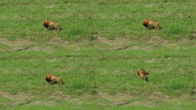 红狐在农场偷鸡，然后跑进森林。狐狸拖着死去的大鸡。野生红狐狸 (Vulpes vulpes) 在树林