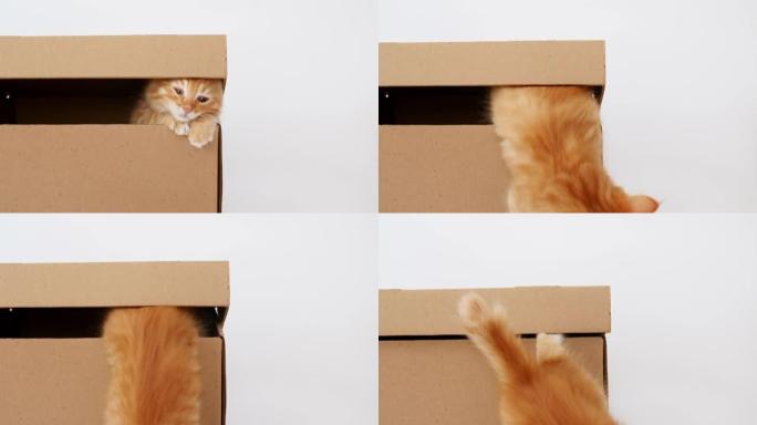 纸箱里可爱的姜小猫。好奇有趣的条纹红猫藏在盒子里