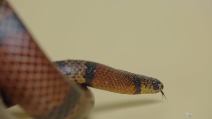 Sinaloan牛奶蛇，在米色背景下的工作室中的lamprobeltis triangulum si
