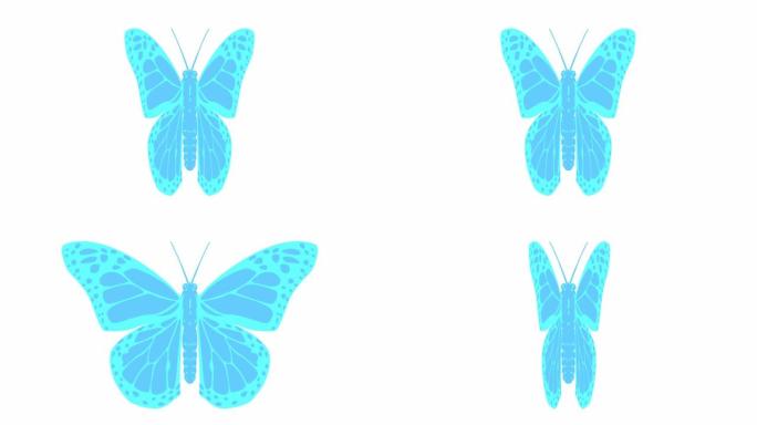 动画蓝色蝴蝶襟翼。循环视频。孤立在白色背景上的平面矢量插图。