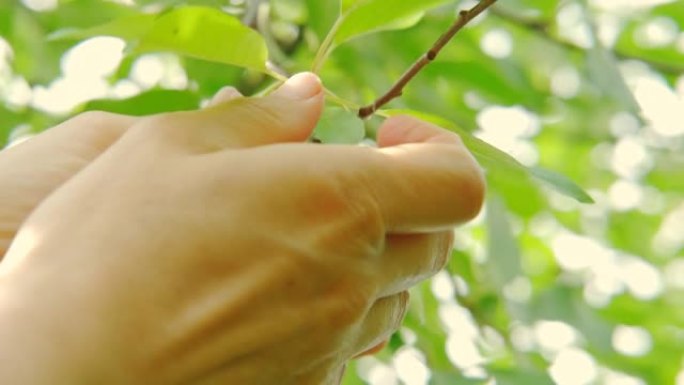 夏季在树上收获红色成熟樱桃的特写视图。慢动作