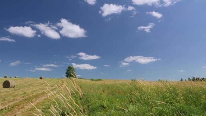 孤树蓝天绿草干草的乡村景观