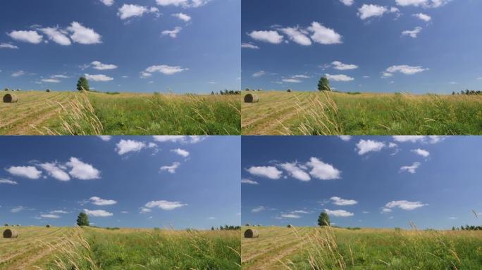 孤树蓝天绿草干草的乡村景观