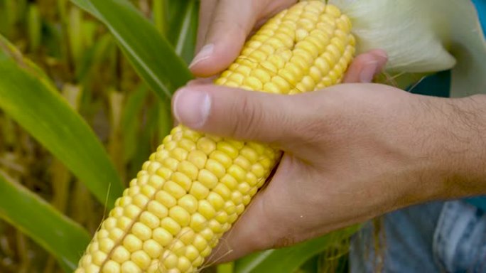 农民检查玉米作物的耳朵，双手合十。农民在收获时拿着成熟的玉米。慢动作。检验玉米质量的农业专家。生态有