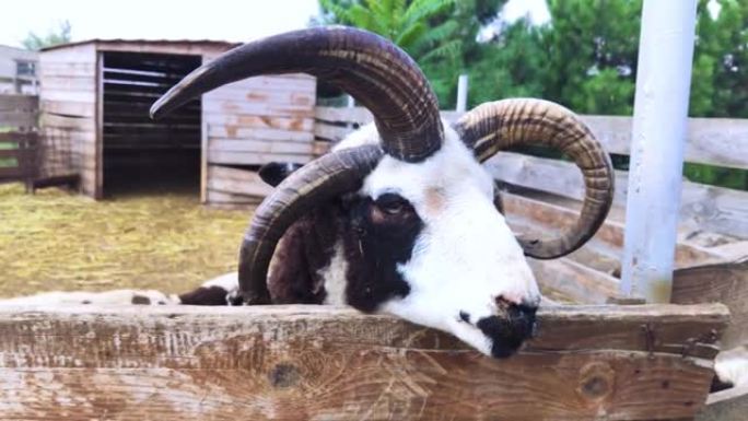 sheep jacob的特写镜头，他看着框架并在视频结尾处发出baa声音。背景中听到其他绵羊的声音。