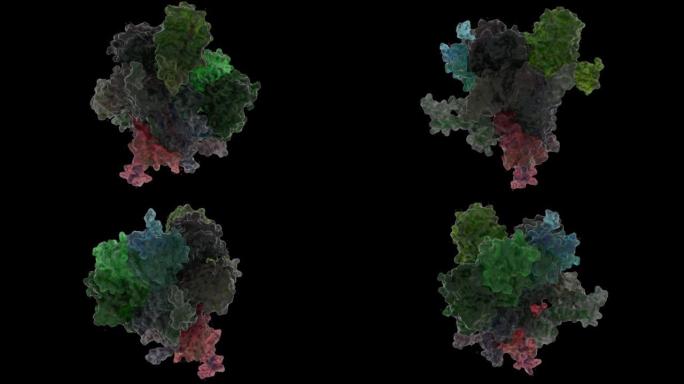 噬菌体PHIX174核糖结构原衣壳