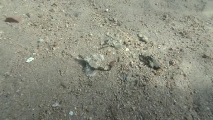 一对Seamoth在阳光照射下 (交配季节) 在沙质底部缓慢移动。飞马鱼、小龙鱼或普通海鱼 (Eur