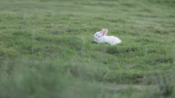 草坪的兔子