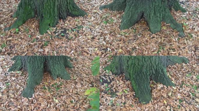 火鸡橡树 (栎树)-树干和地面/树叶凋落物的基部