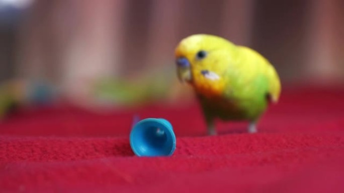 在自由的家庭环境中，宏观的绿色波浪形鹦鹉玩着铃铛玩具，景深浅，有些物体失焦。