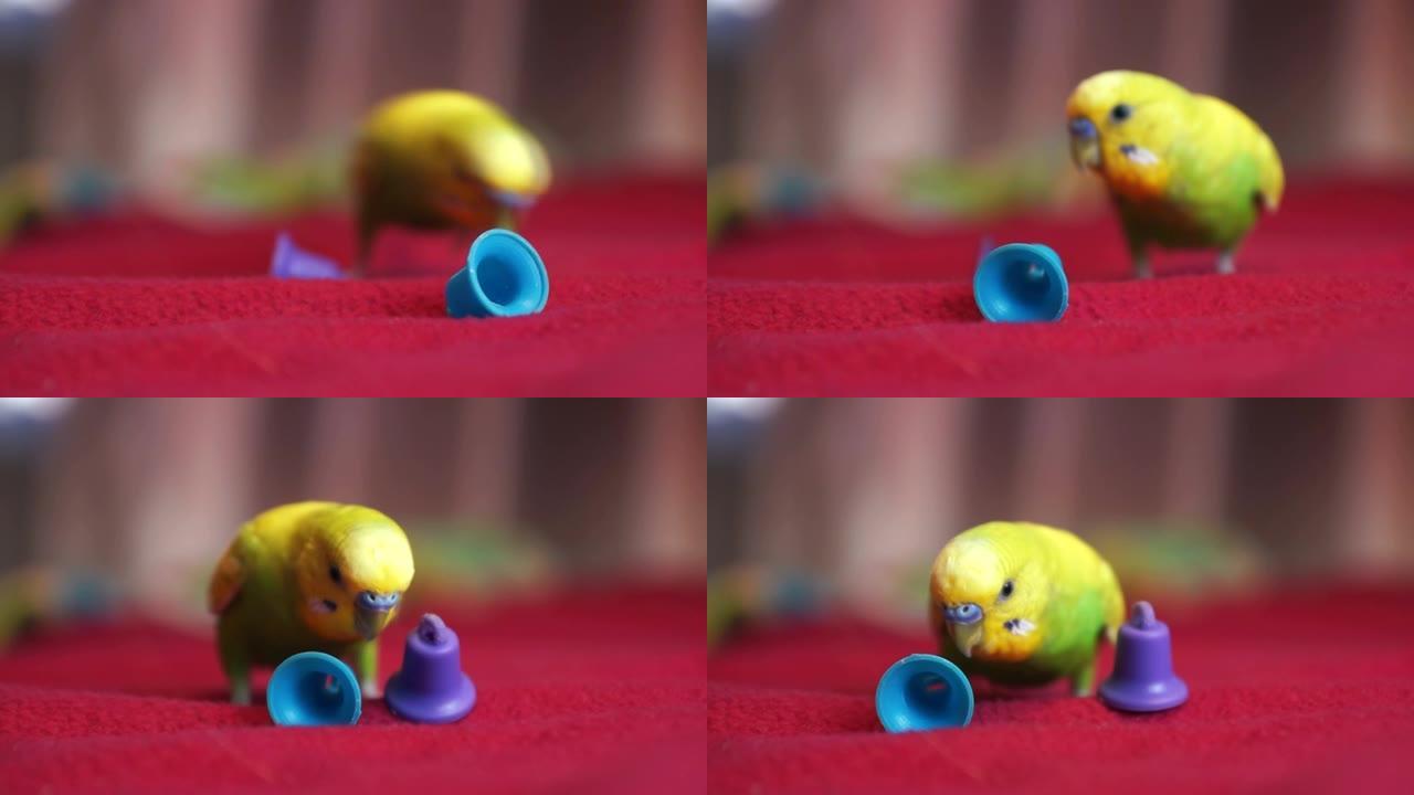 在自由的家庭环境中，宏观的绿色波浪形鹦鹉玩着铃铛玩具，景深浅，有些物体失焦。