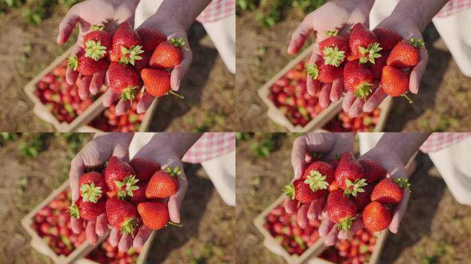 双手握着新鲜采摘的鲜红色草莓
