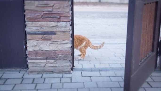 一只姜猫站在敞开的大门中，摇着尾巴和叶子