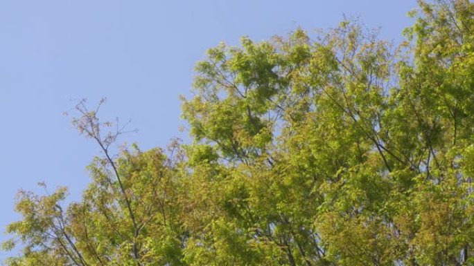 绿色的日本枫树树叶被夏风沙沙作响