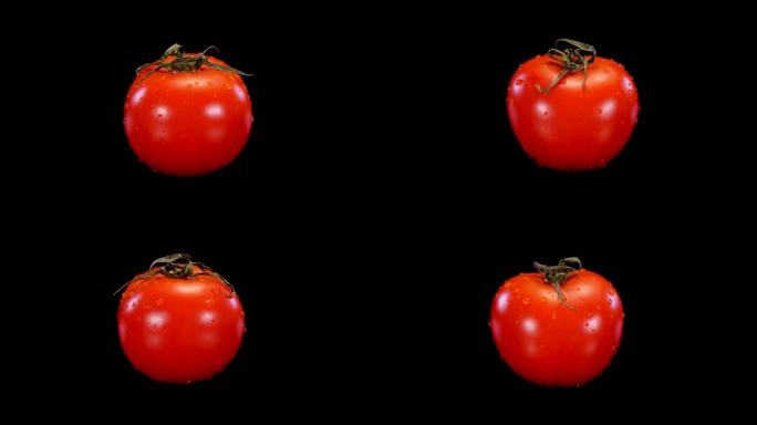 黑色背景上的红色完美番茄。4K新鲜结实的番茄。