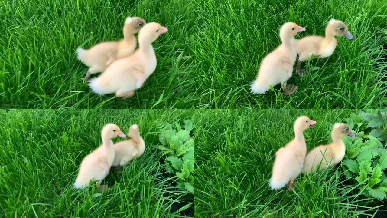 两只黄色的小鸭子在绿草如茵的草地上行走。家禽。在农场耕种。草坪上的鸭子。健康的动物。鸟类保护。人与自