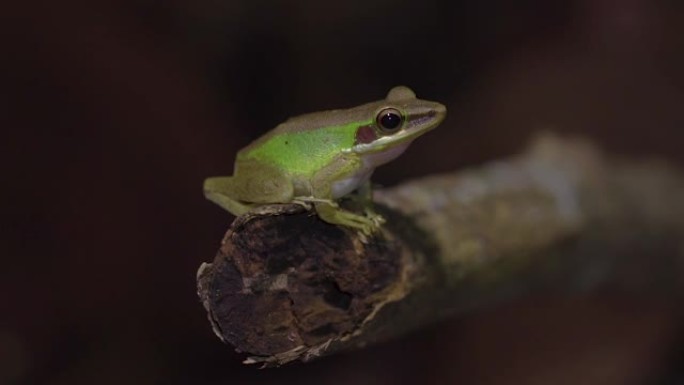 马来亚白唇树蛙 (Chalcorana labialis) 坐在丛林的树枝上。热带雨林中的夜间狩猎。