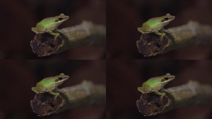 马来亚白唇树蛙 (Chalcorana labialis) 坐在丛林的树枝上。热带雨林中的夜间狩猎。