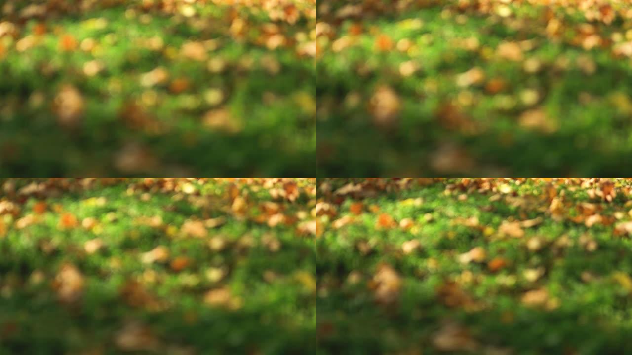 秋天森林的自然壁纸。绿草背景模糊，秋叶干燥。晴天在公园里散步。不同的景深。特写。慢动作