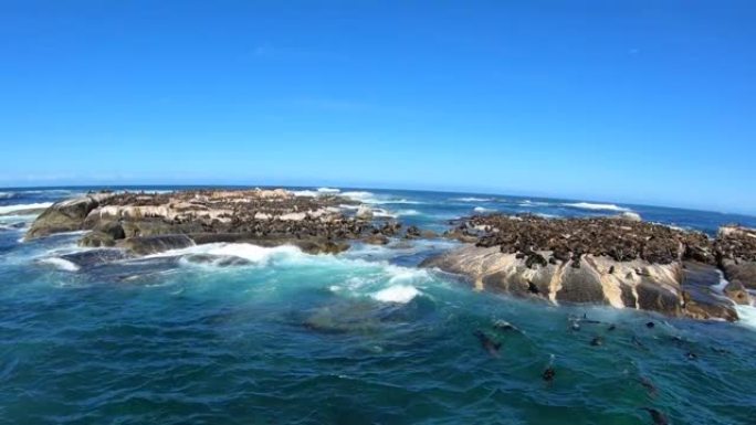 慢动作海豹岛观船之旅在南非假湾开普敦广角镜头
