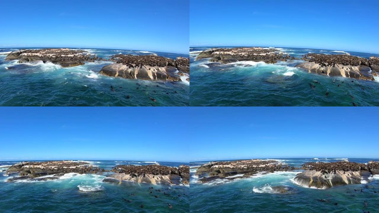 慢动作海豹岛观船之旅在南非假湾开普敦广角镜头