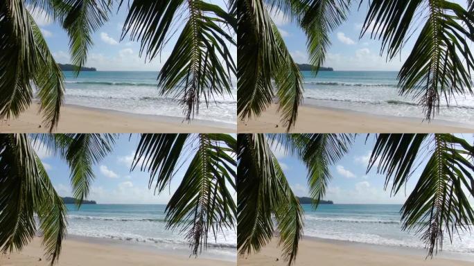棕榈树绿松石蓝色海洋白色沙滩自然海洋背景。透明绿色海水的慢动作波。