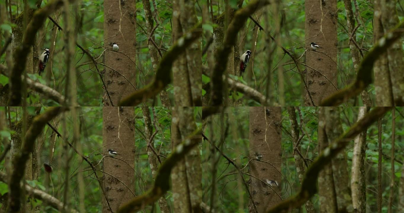 大斑点啄木鸟vs欧洲捕蝇草，白俄罗斯