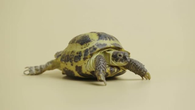 一只可爱的乌龟在米色背景下步行在工作室里移动。一种有盔甲的草食性爬行动物的全长肖像。可触摸动物园中的