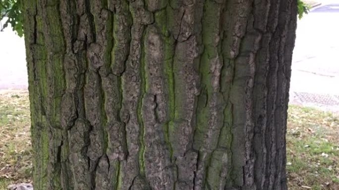 火鸡橡树 (栎树)-树干/伯乐