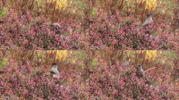 好奇的针叶林鸟西伯利亚鸟，Perisoreus infaustus在Kuusamo附近的秋天树叶中从
