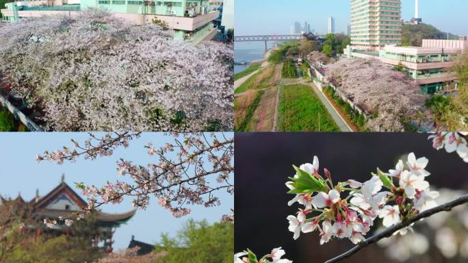 清晨，武汉晴川阁赏樱花