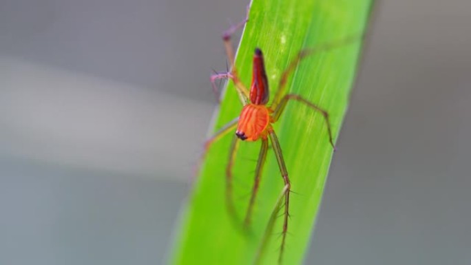 跳跃蜘蛛的特写夏天昆虫森林动物