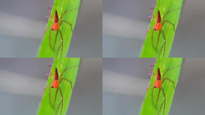跳跃蜘蛛的特写夏天昆虫森林动物