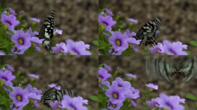 凤蝶是一种常见且广泛分布的凤蝶。也被称为石灰蝴蝶，柠檬蝴蝶，石灰燕尾和方格燕尾从花朵中吮吸蜂蜜