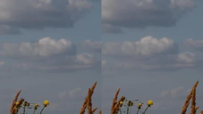 蓬松的蒲苇小穗和黄色的野花在天空背景中随风摇摆