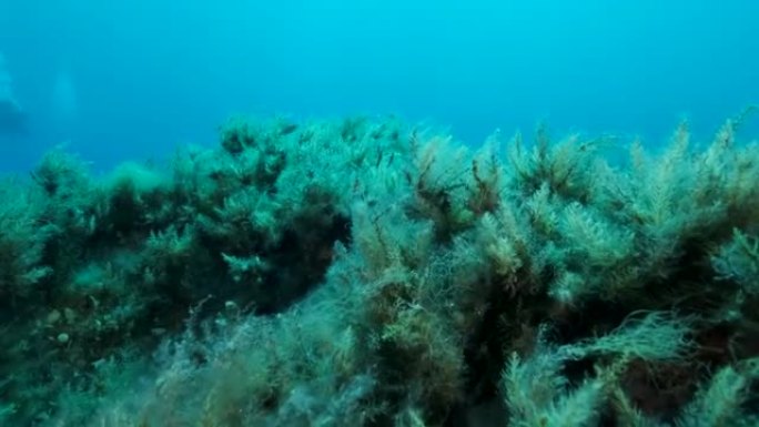 覆盖着褐色海藻的岩石海床 (Cystoseira)。摄像机在海底上方向前移动。4K-60 fps。塞