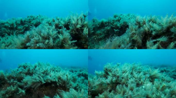覆盖着褐色海藻的岩石海床 (Cystoseira)。摄像机在海底上方向前移动。4K-60 fps。塞