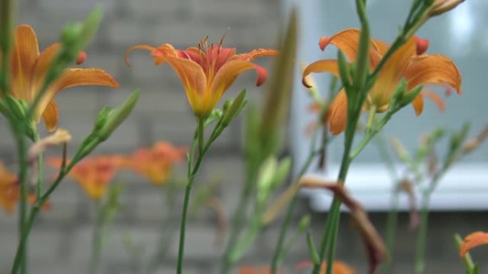 橙色百合百合也称为火百合。特写。花园和乡村别墅装饰