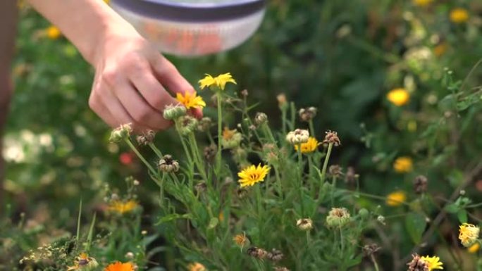 女人手收集黄色植物用于药草茶的特写视频