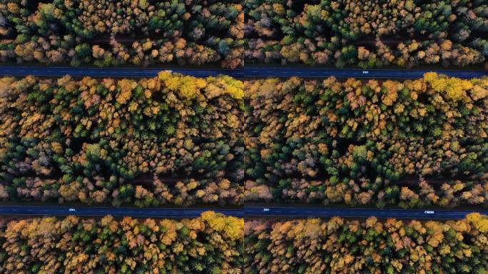 在五颜六色的乡村秋林中，汽车在直路上的空中俯视图。秋天与汽车一起在森林的道路上方鸟瞰图。秋天橙色、绿