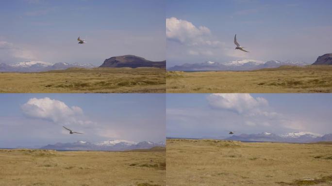 白鸟飞过，广阔的土地，雪山的一瞥