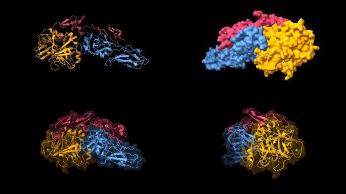 组织因子 (蓝色)-因子VIIa (橙色和紫色) 复合物的结构
