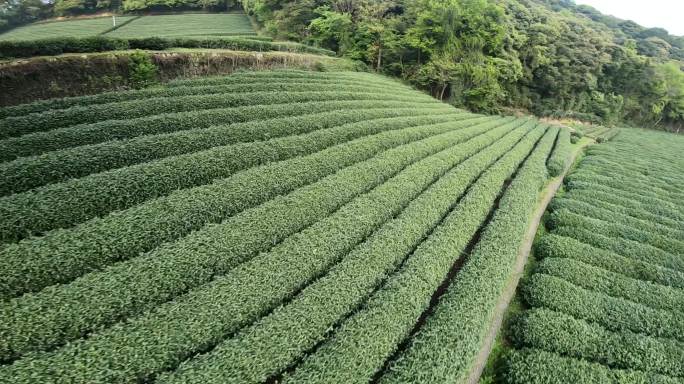 穿越机航拍龙坞茶园采摘