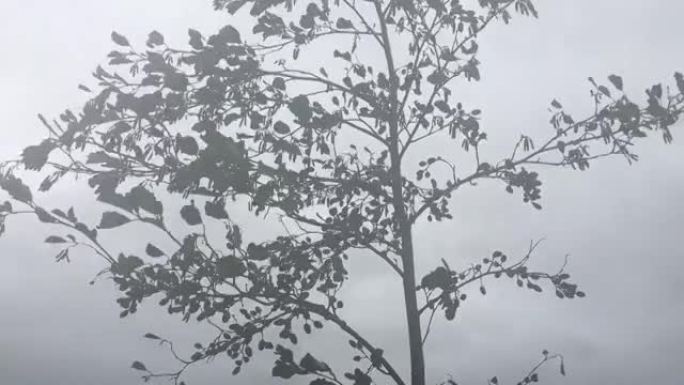 普通al (Alnus glutinosa) -潮湿的日子里的树枝，树枝和树叶