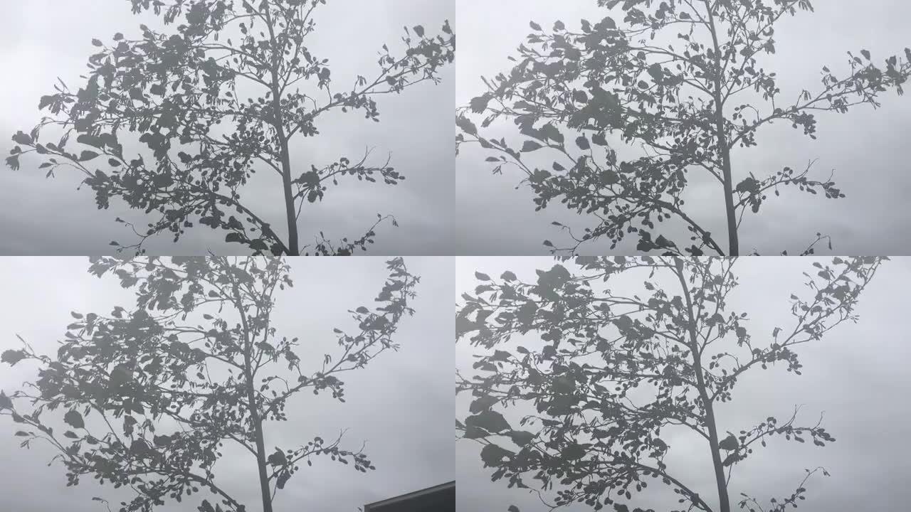 普通al (Alnus glutinosa) -潮湿的日子里的树枝，树枝和树叶