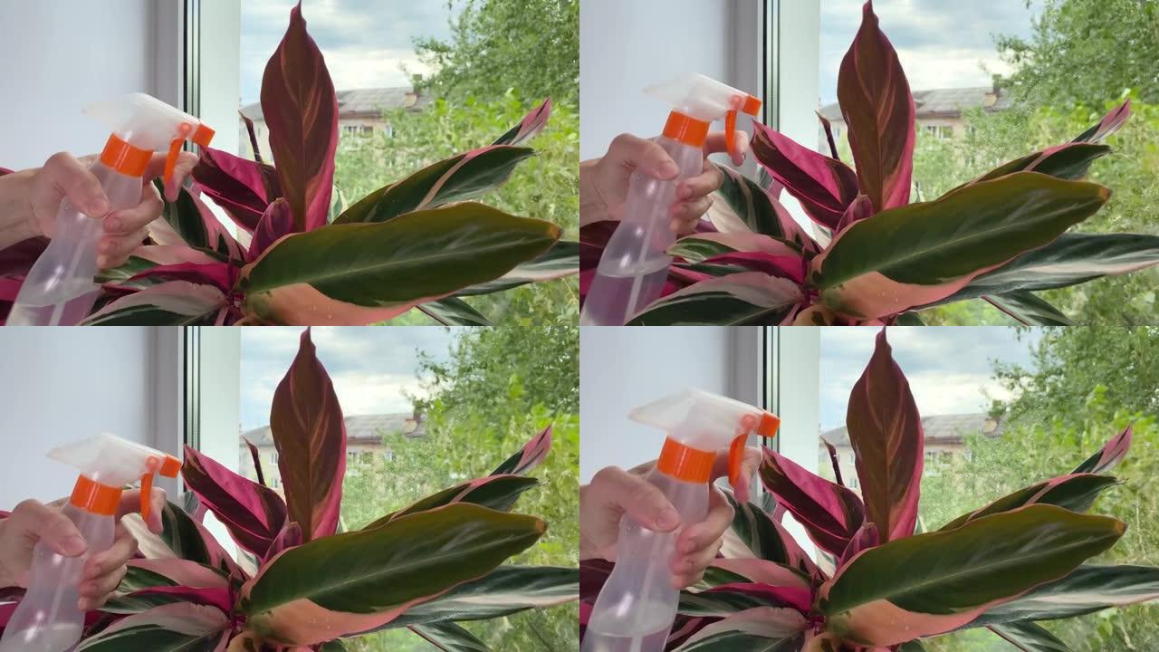 雌性手在花盆中喷洒植物。在窗台上喷洒盆花。室内植物护理。