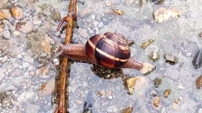 雨后蜗牛爬过水坑，爬过一根棍子。