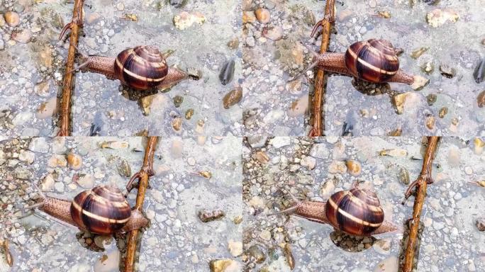 雨后蜗牛爬过水坑，爬过一根棍子。